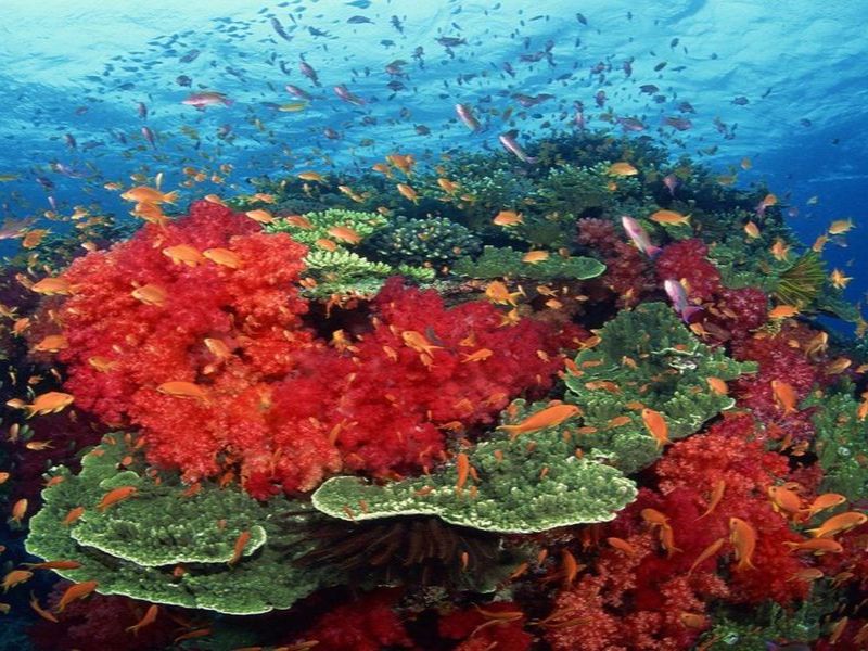 Coral reefs, Andaman