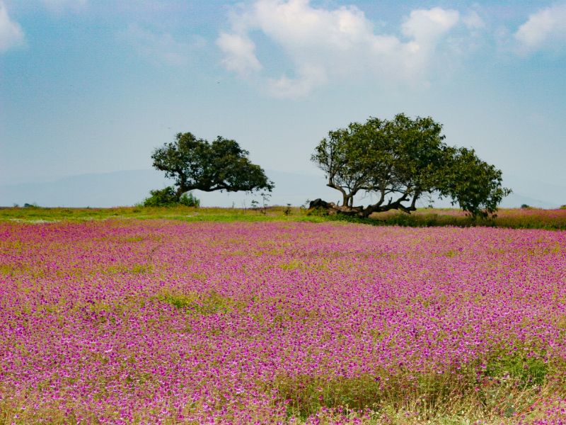 Kaas Plateau, Maharashtra.