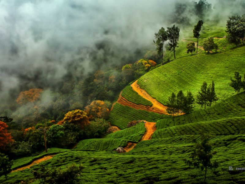 Munnar, Kerala