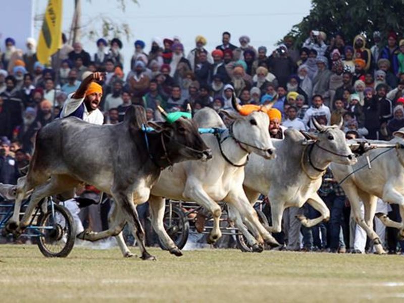 Rural Olympics, Kila Raipur