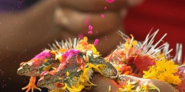 Frog Wedding in Varanasi