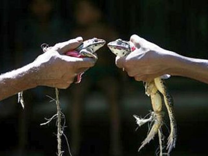Frog Wedding in Varanasi