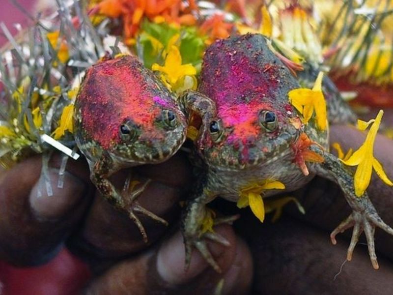 Frog Marriage in Varanasi