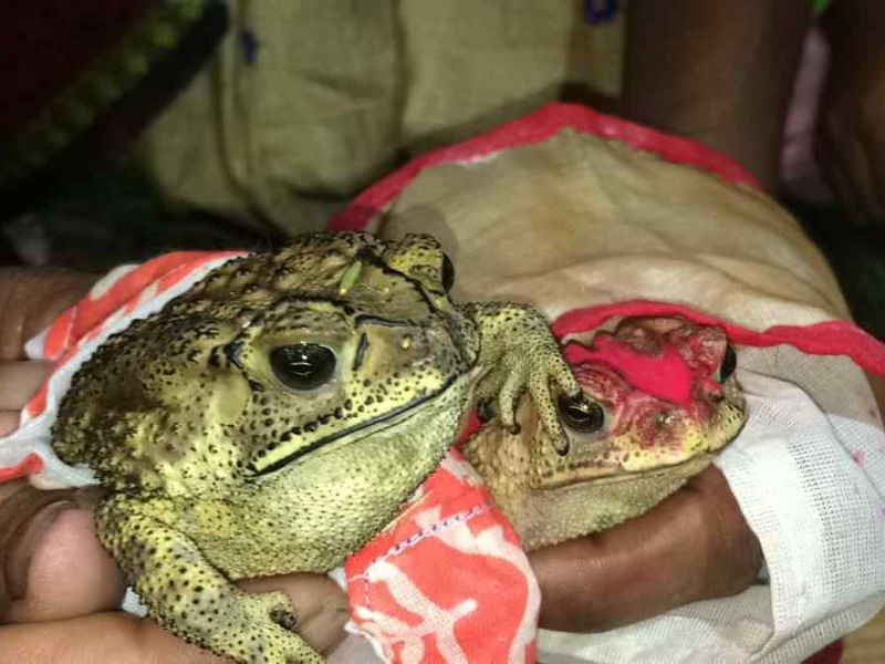 Bhekuli Biya; marriage of the frogs
