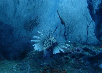 8 Places To Visit In India For The Aquaphiles