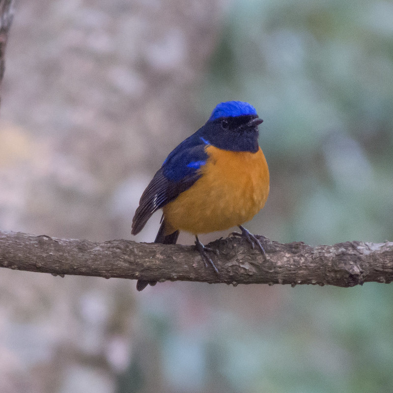 rufous bellied niltava
