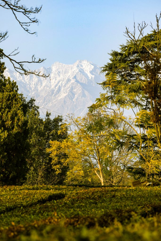 weather in Palampur