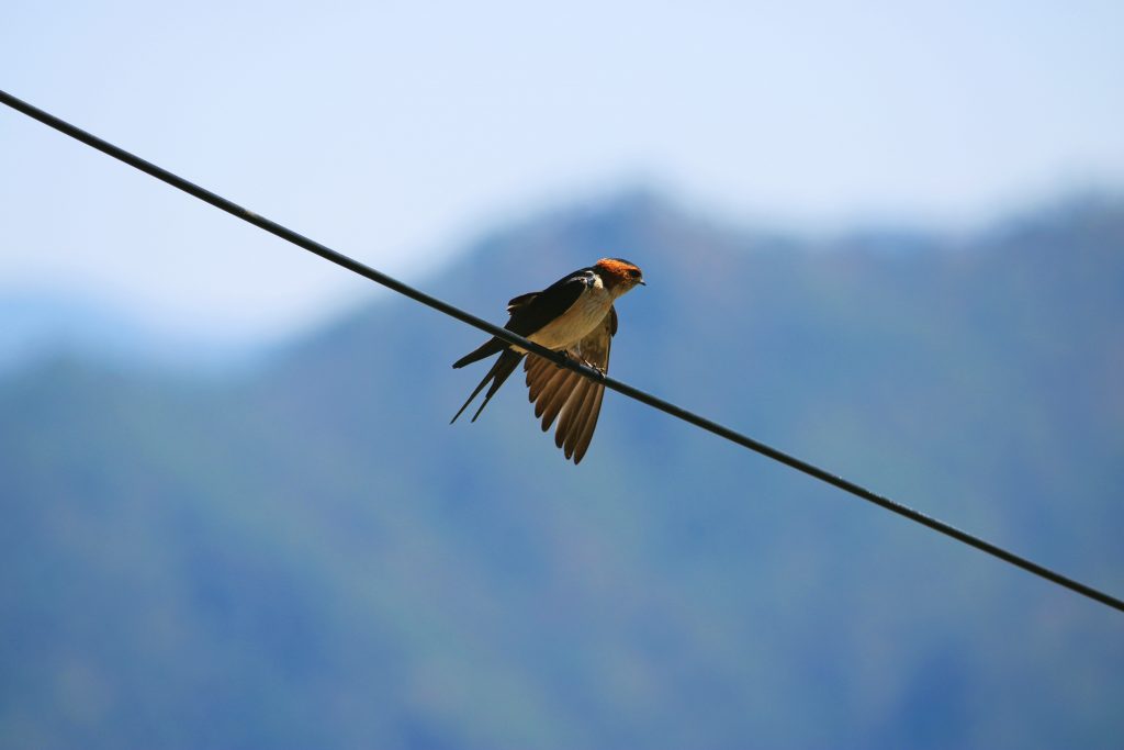 bridwatching in almora