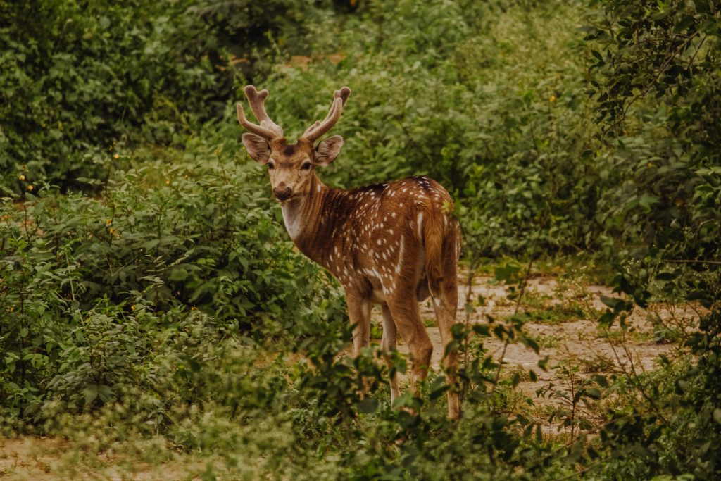 Deer Park, Almora