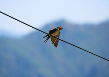 6 Wanderlust Things To Do In Binsar