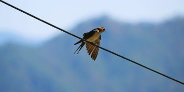 6 Wanderlust Things To Do In Binsar