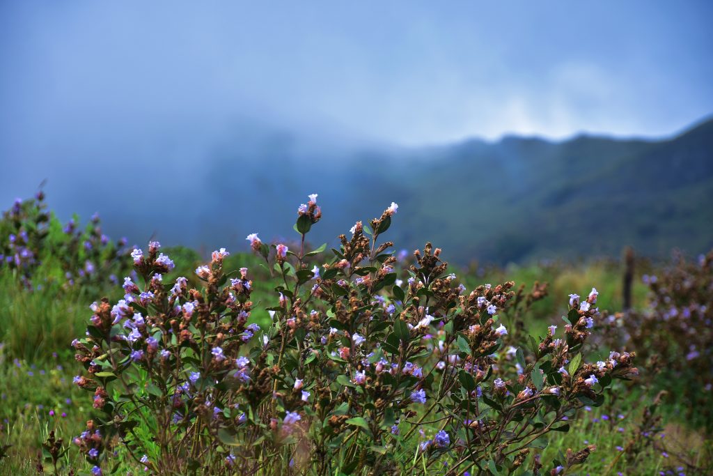 blooming flowers
