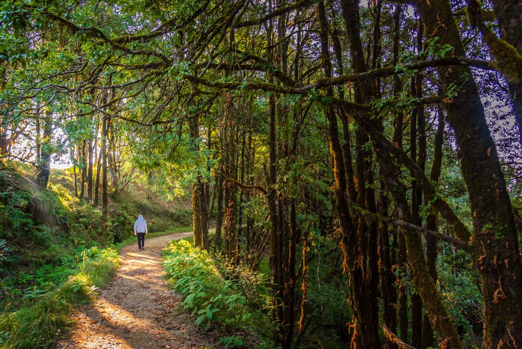 Nature walks in Kasar Devi