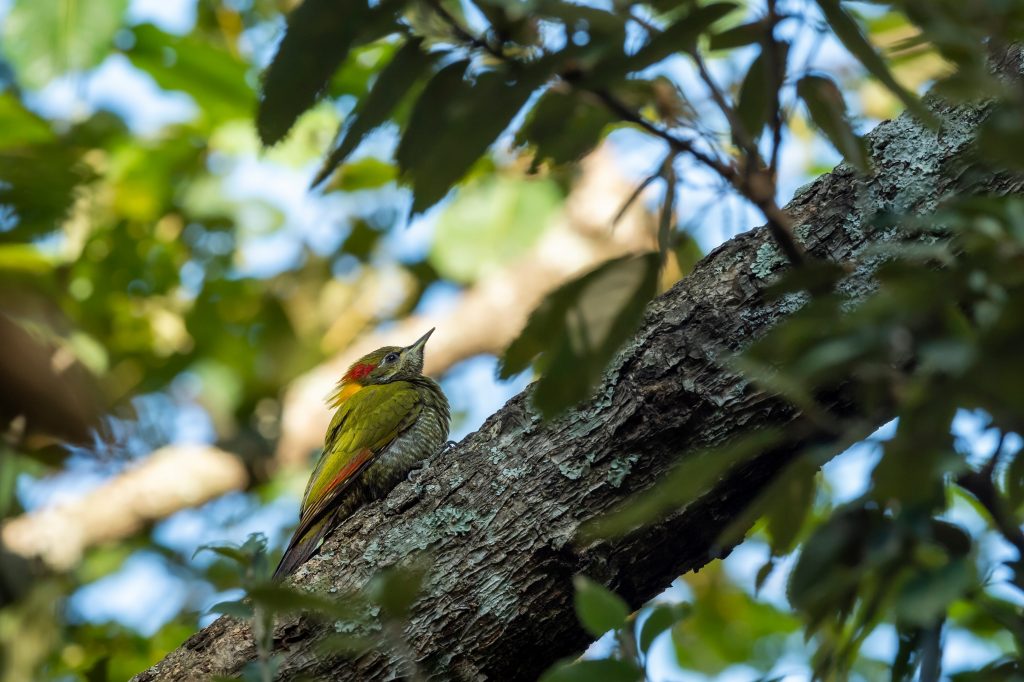 Bird watching in Kasar Devi
