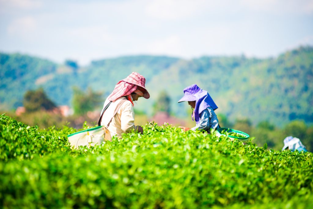 Tea garden