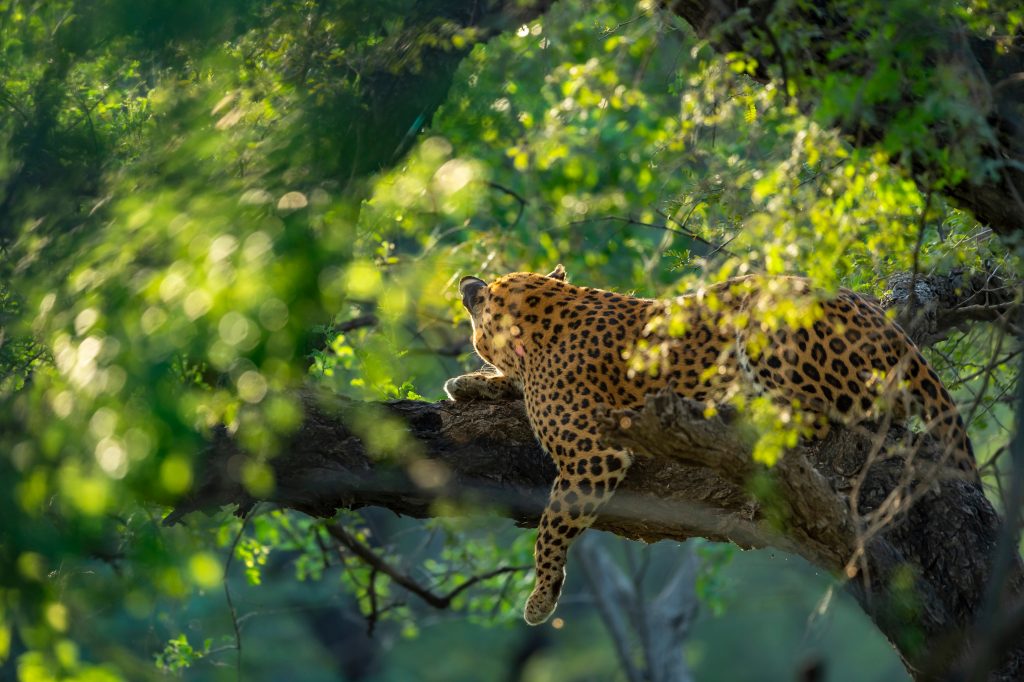 Wildlife sanctuary in Mussoorie