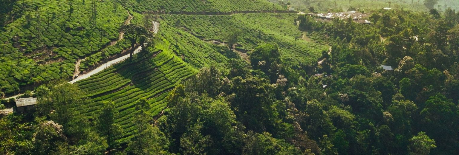 Going to Munnar? Here’s what to do and where to eat