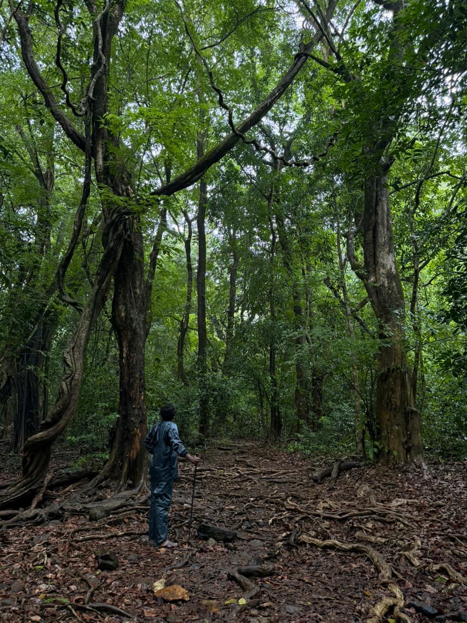 things to do in goa