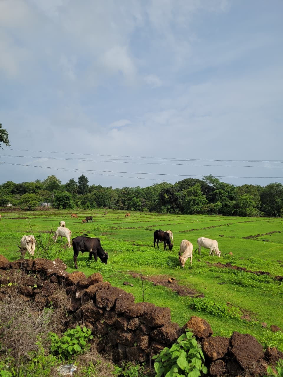 things to do in goa